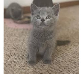 Късокосместо коте